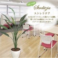 人工観葉植物 ストレリチア Lサイズ/業務用/新品/送料無料