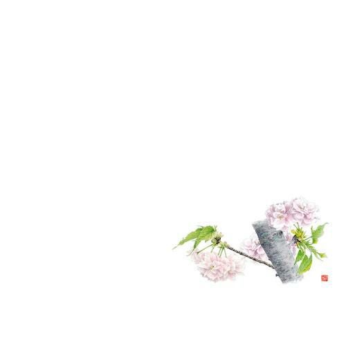 尺3 テーブルマット(100枚入) さくらの花 No.520