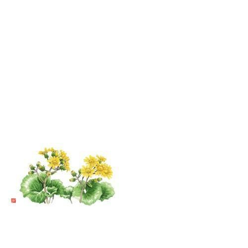尺3 テーブルマット(100枚入) ツワブキ No.527