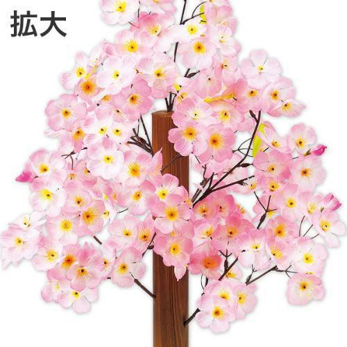 アルファ 桜バリュー立木   (高さ70cm)