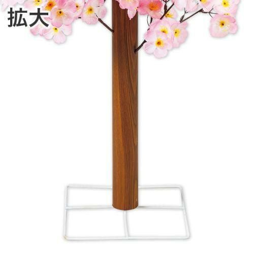 アルファ 桜バリュー立木   (高さ70cm)