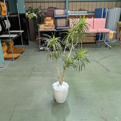 中古】人工植物 ドラセナ 幅650×奥行650×高さ1420 【送料別途見積