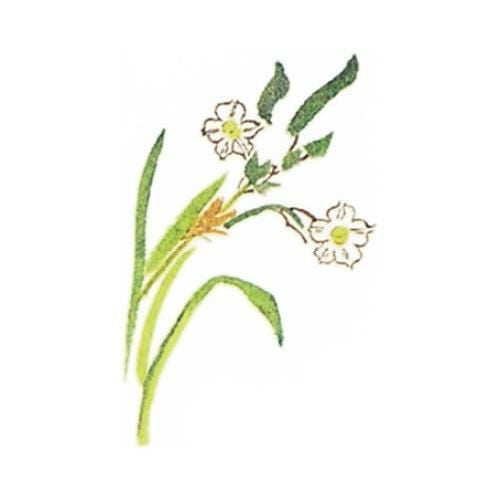 耐油懐敷 12角 水仙(1000枚入)