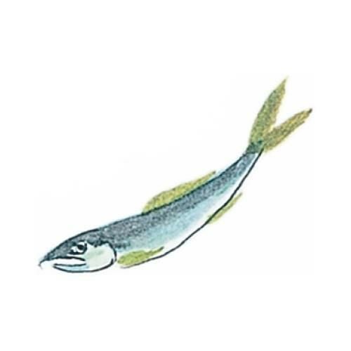 耐油懐敷 15角 あゆ(1000枚入)