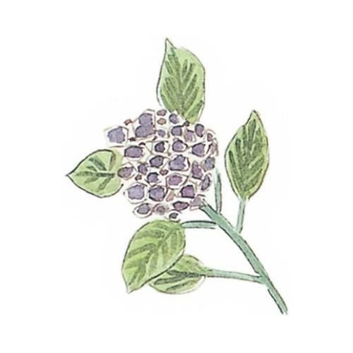 耐油懐敷 15角 あじさい(1000枚入)