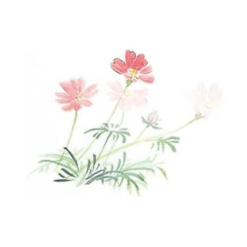 耐油懐敷 15角 秋桜(1000枚)