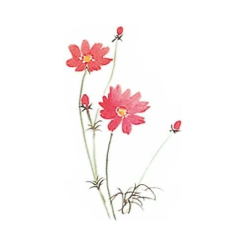 耐油懐敷 12角 秋桜(1000枚入)