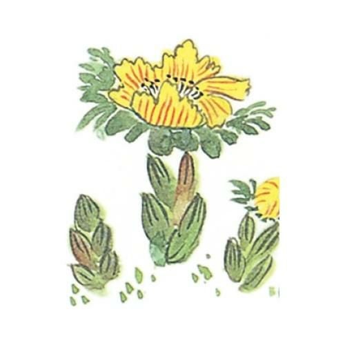 耐油懐敷 15角 福寿草(1000枚入)