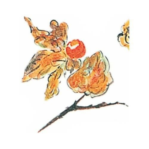 耐油懐敷 15角 ほおずき(1000枚)