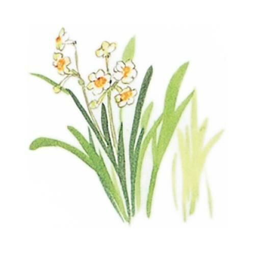 耐油懐敷 15角 水仙(1000枚)