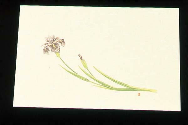 遠赤外線抗菌和紙 四季の花 尺三懐石まっとクリーム(100枚入) WSS-5 あやめ 5月から6月