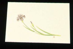 尺三 懐石まっと クリーム(100枚入)WSS-5 あやめ