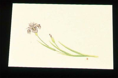 尺三 懐石まっと クリーム(100枚入)WSS-5 あやめ