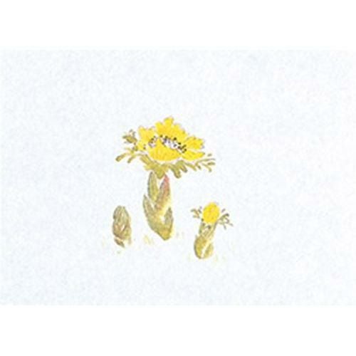 鮮度保持紙(小) 福寿草(100枚入) 縦13×横18(cm)