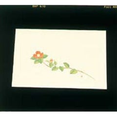 尺三 懐石まっと クリーム(100枚入)WSS-16 椿