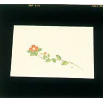 尺三 懐石まっと クリーム(100枚入)WSS-16 椿