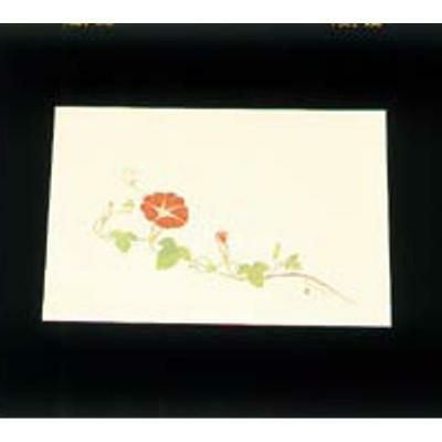 遠赤外線抗菌和紙 四季の花 尺三懐石まっとクリーム(100枚入) WSS-10 朝顔 7月から8月