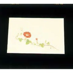 尺三 懐石まっと クリーム(100枚入)WSS-10 朝顔