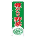 「穫れたて野菜」 のぼり【N】