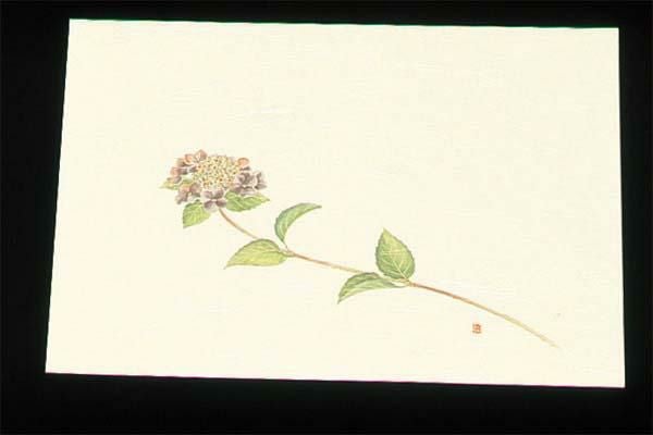 尺三 懐石まっと クリーム(100枚入)WSS-6 あじさい