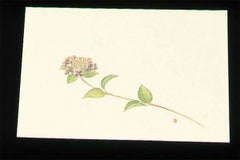 尺三 懐石まっと クリーム(100枚入)WSS-6 あじさい