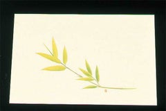 尺三 懐石まっと クリーム(100枚入)WSS-1 笹