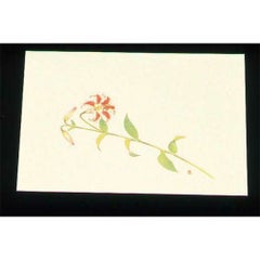 尺三 懐石まっと クリーム(100枚入)WSS-14 笹ゆり